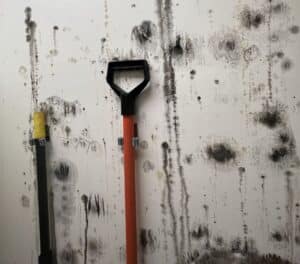 What to Do If You Suspect Mold in Your Home or Business